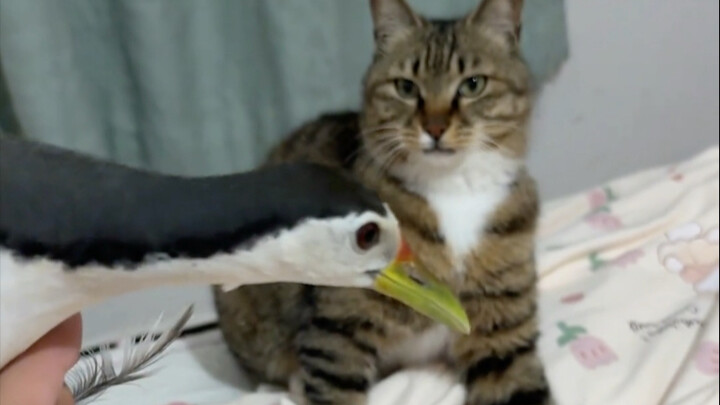 Life is full of surprises, the cat caught the water chicken in the middle of the night😂