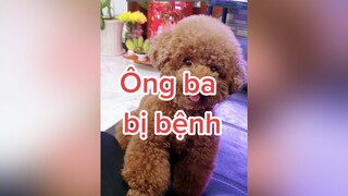 Có đứa con hiếu thảo như Hạt Dẻ, mệt cỡ nào cũng khỏe cô chú ơi HatDe TeamHatDe Mas Dog dogsoftiktok doglover ThuCung 멍멍이 강아지 dogtraining