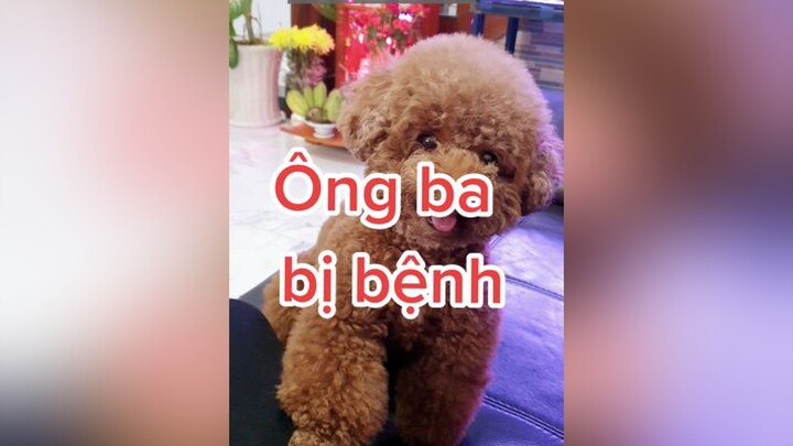 Có đứa con hiếu thảo như Hạt Dẻ, mệt cỡ nào cũng khỏe cô chú ơi HatDe TeamHatDe Mas Dog dogsoftiktok doglover ThuCung 멍멍이 강아지 dogtraining