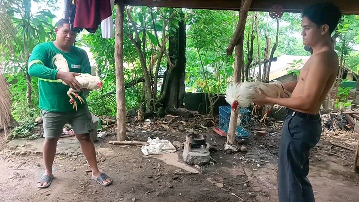 Father and son White Kelso cross Biboy Line