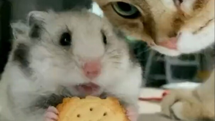 《Phim Chuột Lạc》