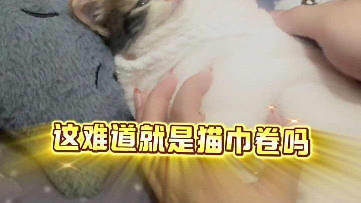 กล่อมน้องแมวนอนก็ต้องห่มผ้าแล้วค่อยตบเบาๆ ด้วยนะ! #กล่อมนอน #ท่านอนฮาคิมิ #น้องแมว #สัตว์เลี้ยงน่ารั