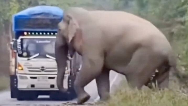 The first one spotted an elephant blocking the road and found that a little sugarcane was all it too