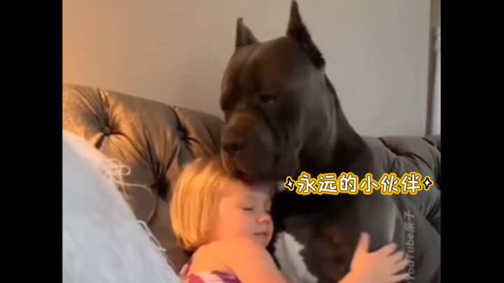 عناق كبير للكلب 🐶💖