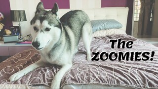 3 Minutes of ZOOMIES!!!