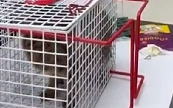 แมว: ยอมแล้วจริงๆ กับไอ้ตัวหกตัวนี้