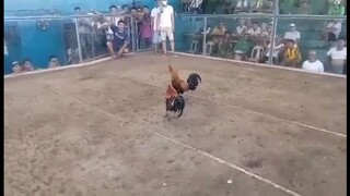 3 Cock Ulutan champion 🏆