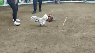 Bulik 4x winner