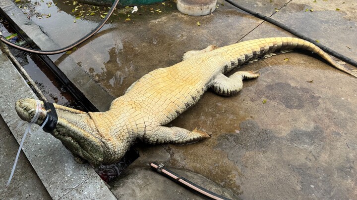 The farm’s meals have run out of meat, so let’s treat the whole female crocodile to a little luxury.