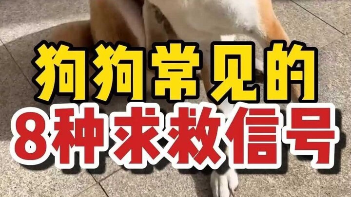 Eight Warning Signs Your Dog Is Asking for Help—Pet Parents, Pay Close Attention!