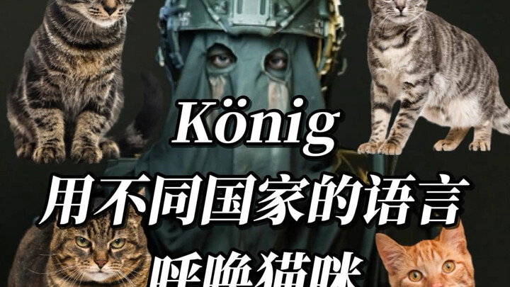 【König】Calling Cats in Different Languages
