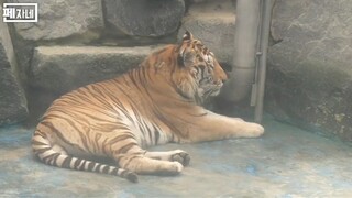 versi harimau bersurai besar🐅😯yang bikin videonya lain lagi😏😝🧡di suasana panas