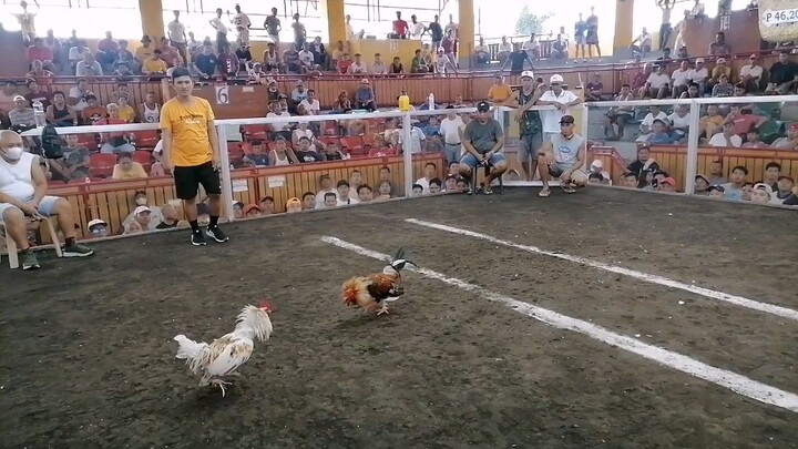 Unang butaw ng palahi ko may tari agad, ganda ng pinakita mo nokis ko ok lang kahit talo 🥺🙃