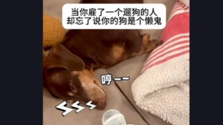 最抽象的一集给bro的狗溜燃尽了。。。