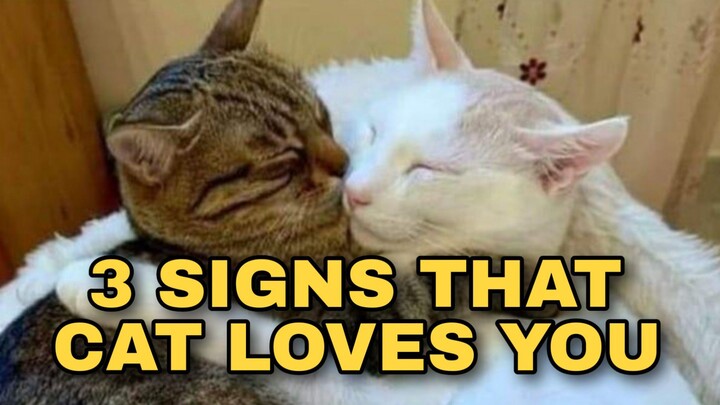 3 Ways Your Cat Expresses Love