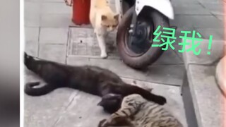 猫咪被绿，很生气，后果很严重！