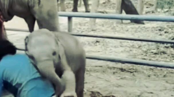 animals and humans love