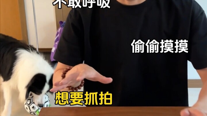 Dog Owners’ Most Frustrating Moments