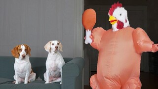 Dogs vs Dancing Chicken Prank สุนัขตลก Maymo Potpie & Penny