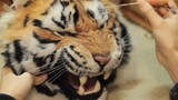 [งานฝีมือผ้าสักหลาด] เสือสำหรับปัดเป่าโชคร้าย!