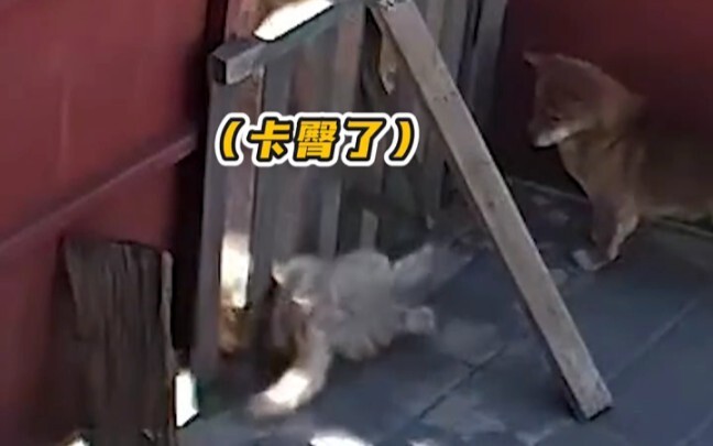 Kucing ini jelas belum terbiasa dengan otak barunya