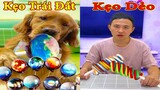 Thú Cưng TV | Đa Đa Thánh Chế #15 | Chó Golden Gâu Đần thông minh vui nhộn | Pets cute smart dog