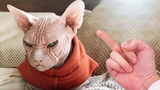 Totally Random Funny Animal Videos 6 - Try Not To Laugh 2021 | Pet Squad