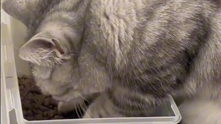 แมวก็ชอบกินข้าวมือเหมือนกัน