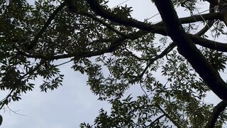 สวนผลไม้