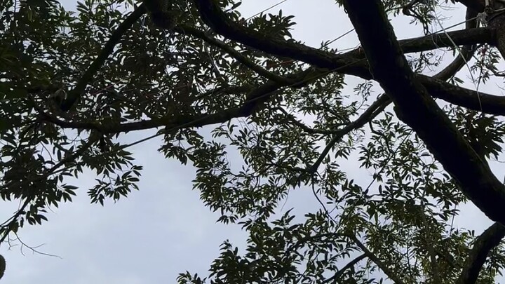 สวนผลไม้