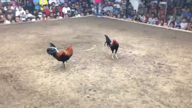 sweater boston in action