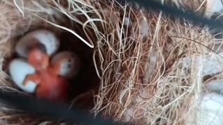 cindil red siskin