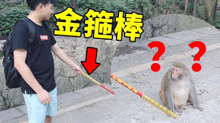 ฉันยื่นกระบองทองให้ลิงตัวหนึ่ง...แต่กลับถูกลิงรุมล้อม...