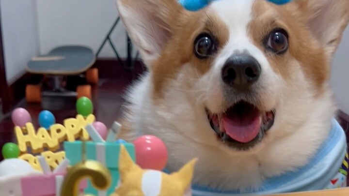 My puppy’s 6 today—can I wish it a happy birthday?