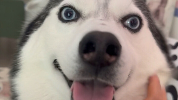 Anak anjing tidak mengerti kamu pergi ke mana, juga tidak tahu apakah kamu akan kembali. Anak anjing