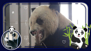 Panda - Do You Still Like Me When I Am Old?