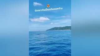 ใครไม่มา แต่โลมาาาาจ้า ทริปสิมิลันกรี๊ดกันลั่นเรือ 😍😆 loveandman เลิฟอันดามัน similanisland🏝 ชีวิตติดเกาะ🏝️🐳🐠🐟🐬 รีวิวชีวิตช่วงนี้ tiktoktravel