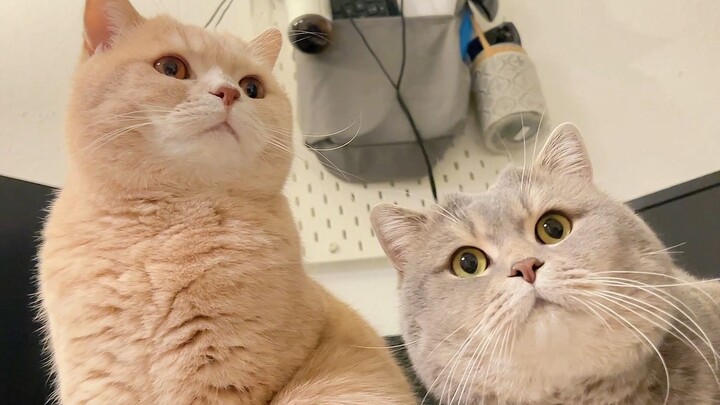 Didn’t inherit anything else, just the gluttony gene!