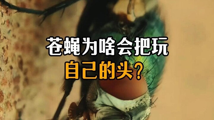 Why do flies keep playing with their heads?