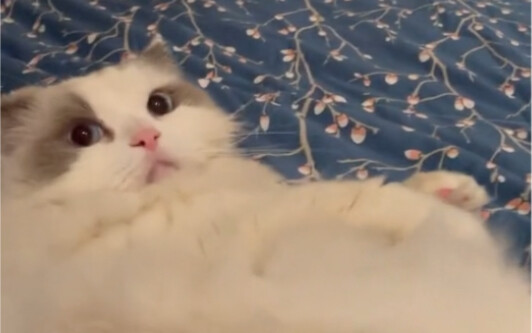 : Người dọn phân chó cưng lại mạnh lên ư?