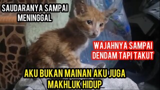 Anak Kucing Sedih Dan Menangis karena hidupnya hanya untuk mainan Saudaranya Sampai Meninggal.!