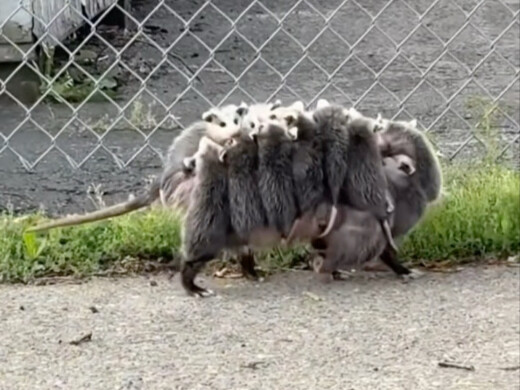 Cả gia đình thú túi opossum cùng nhau ra ngoài, nhưng rồi bị hàng rào bên đường tách rời nhau
