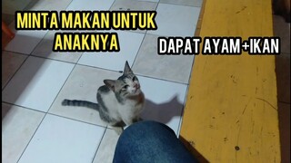 Masya Allah Kucing Ini Mohon-Mohon Minta Makan Ternyata Di Bawa Untuk Anaknya Yang Kelaparan..!