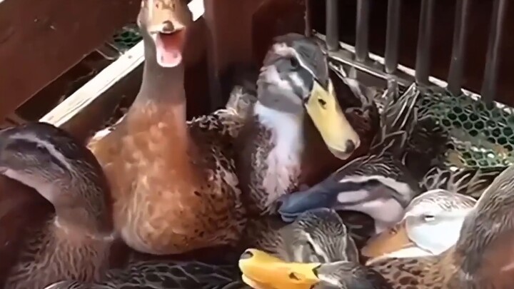 Facts have proved that Xiang Yu is more powerful than Su Lie