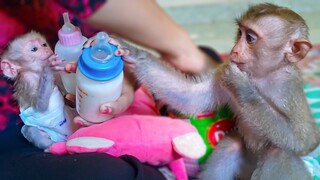 Give Me First, Mom!! Wow, So adorable tiny Luca & Yaya do the same style request Mom for milk