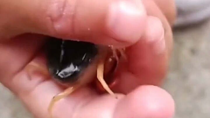 小孩子就是胆大