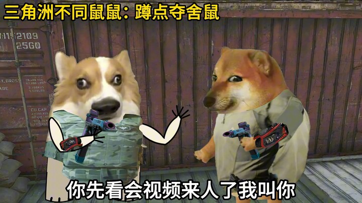 三角洲不同鼠鼠