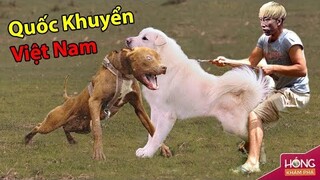 Tứ đại quốc khuyển của Việt Nam ăn đứt chó Pitbull và Ngao Tây Tạng| Hóng Khám Phá