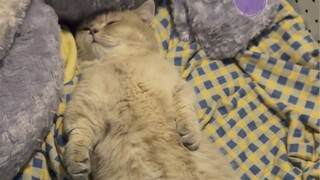 Anak kucing menunjukkan aksi langsung tertidur begitu kepala menyentuh tanah