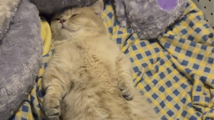 Mèo con biểu diễn màn ngã đầu là ngủ ngay